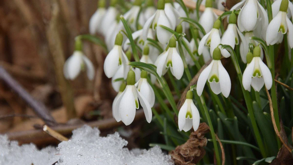 Новости Ингушетии: 19 апреля отмечается День подснежника