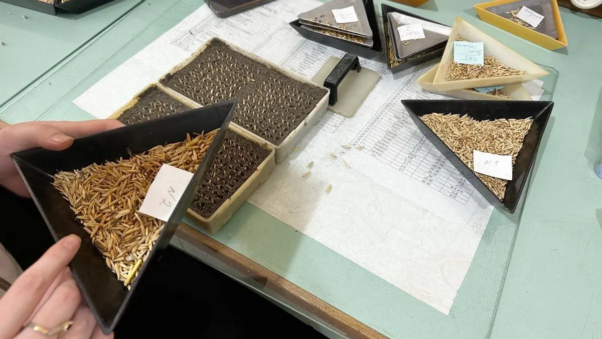 Новости Ингушетии: Ингушский филиал РСХЦ помогает аграриям посадить качественные семена