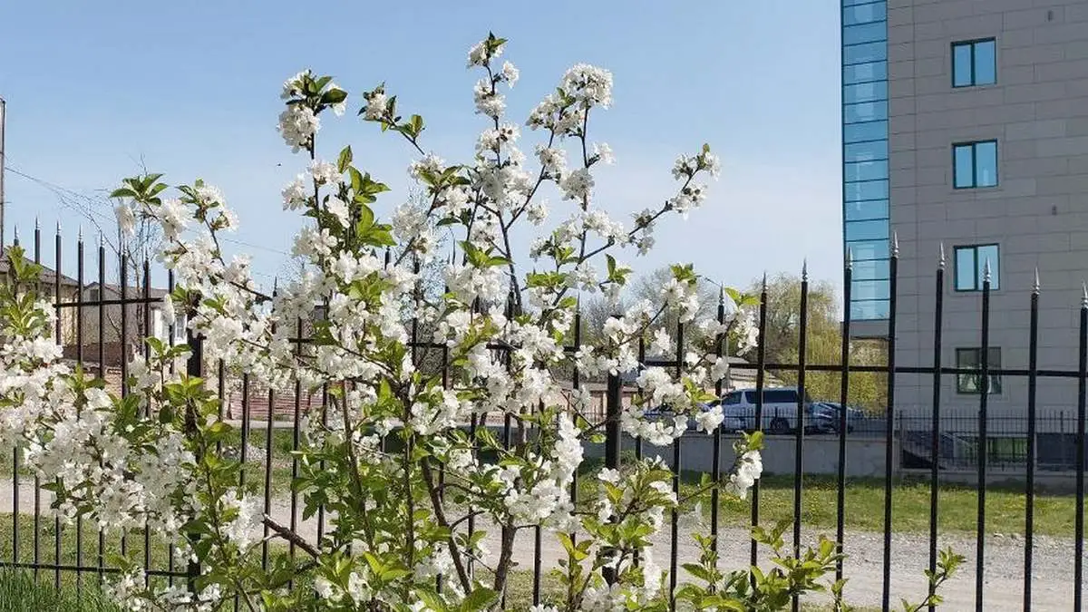 Новости Ингушетии: Весеннее тепло в Ингушетии  приближается к +30°C