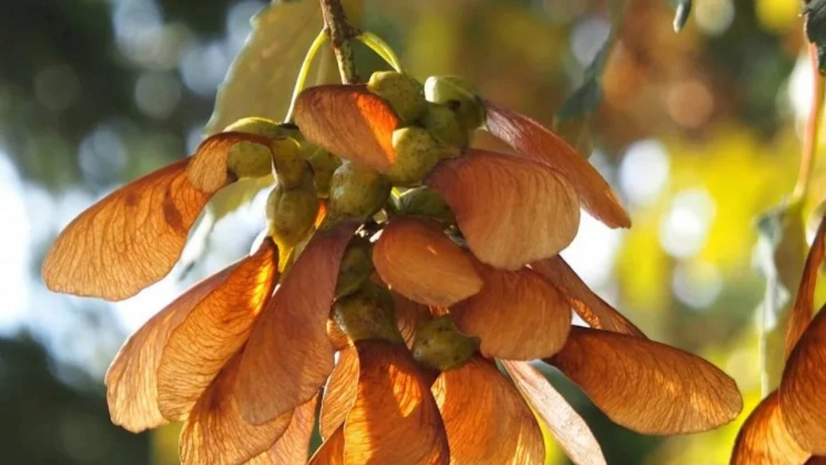 Новости Ингушетии: В Ингушетии до конца 2025 года планируется собрать 400 кг семян