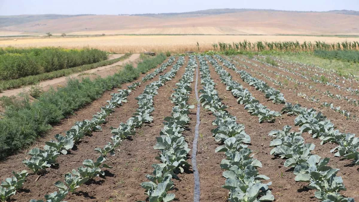 Новости Ингушетии: «Школа фермера» помогает жителям Ингушетии получить ценные знания