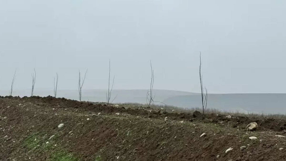 Новости Ингушетии: Тысячи белых акаций высадят вдоль автодорог Ингушетии