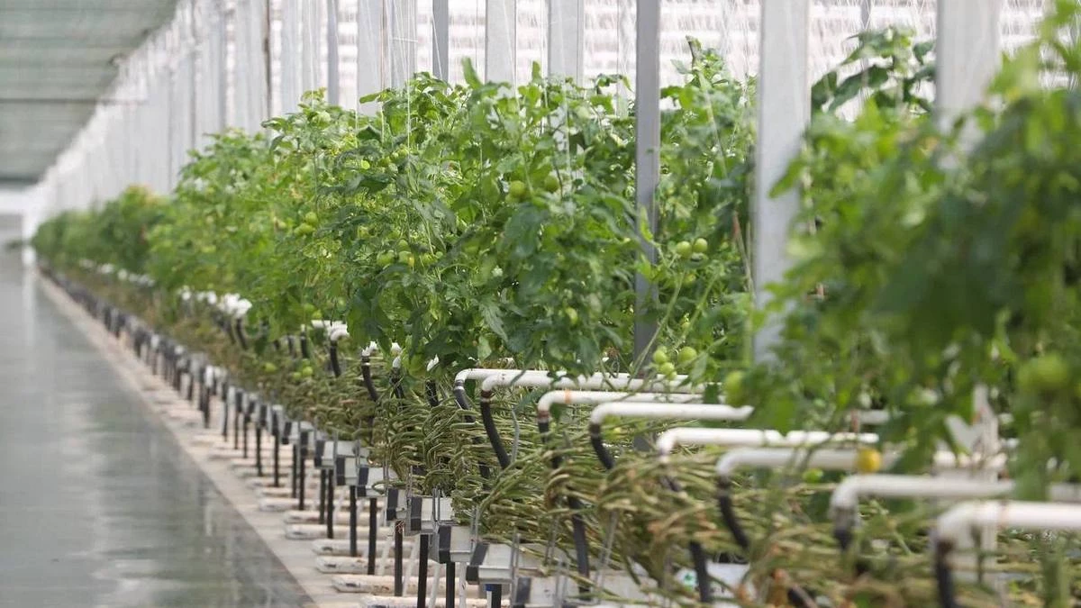 Новости Ингушетии: В Ингушетии реализуются крупные сельскохозяйственные проекты