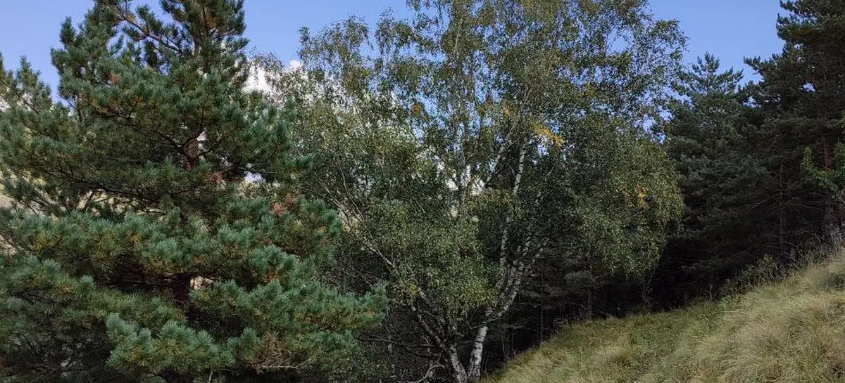 Новости Ингушетии: Ардара бетта ялхлагӀча дийнахьа 500 га дӀайогӀа лерхӀ