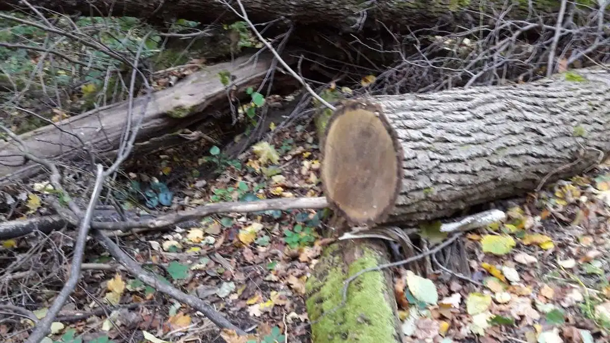 Новости Ингушетии: В Ингушетии вновь обнаружили незаконную вырубку бука