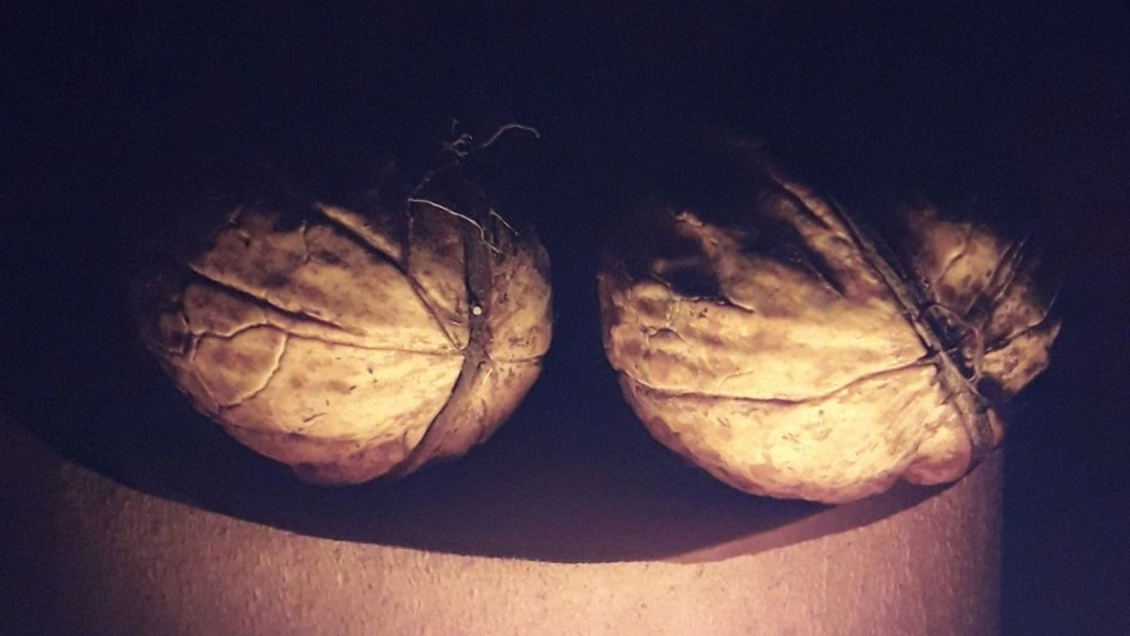 Новости Ингушетии: Идею заводской переработки грецкого ореха в Ингушетии реализуют  в  2024 году