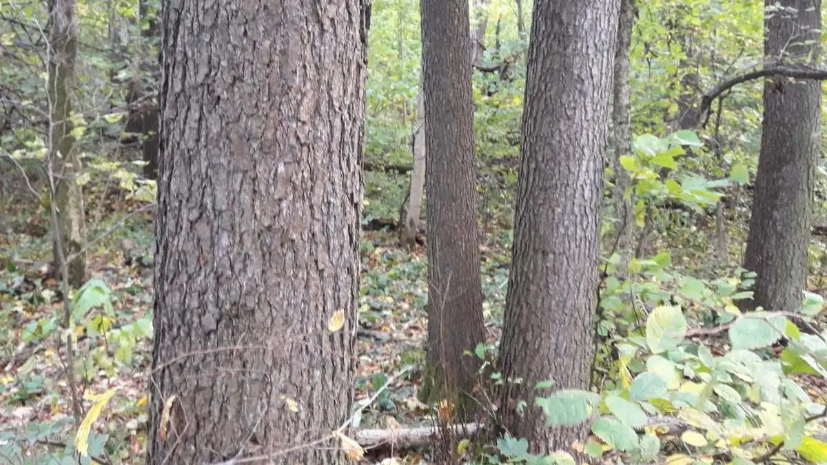 Новости Ингушетии: ГӀажарий-Юртарча хьунагӀа дӀаегӀача гаьнашка хьежар