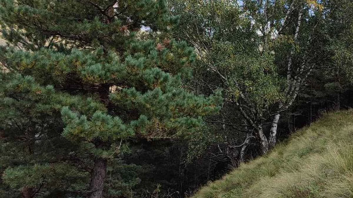 Новости Ингушетии: В Ингушетии предотвращают незаконную вырубку хвойных деревьев