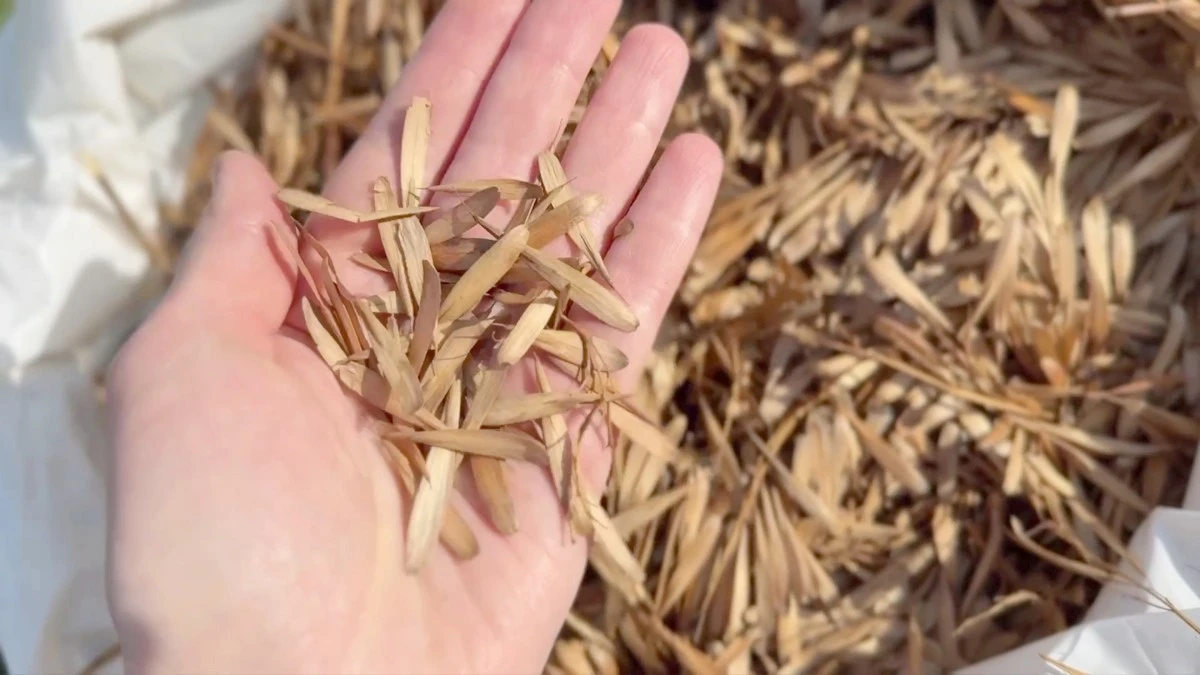 Новости Ингушетии: В Ингушетии планируется  вырастить более 100 000 саженцев ясеня