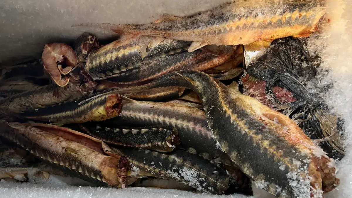 Новости Ингушетии: В Ингушетии у гражданина изъяли 50 экземпляров русского осетра и севрюги