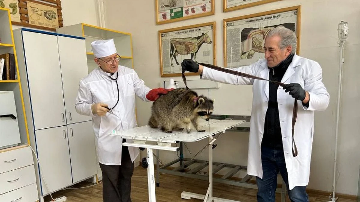 Новости Ингушетии: Ветеринарные врачи в Ингушетии  провели повторный осмотр спасенного енота