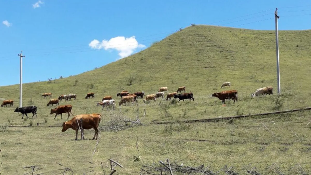 Новости Ингушетии: Доахан леладерашка хоам баьб,  кхашка молхаш теха хиларах