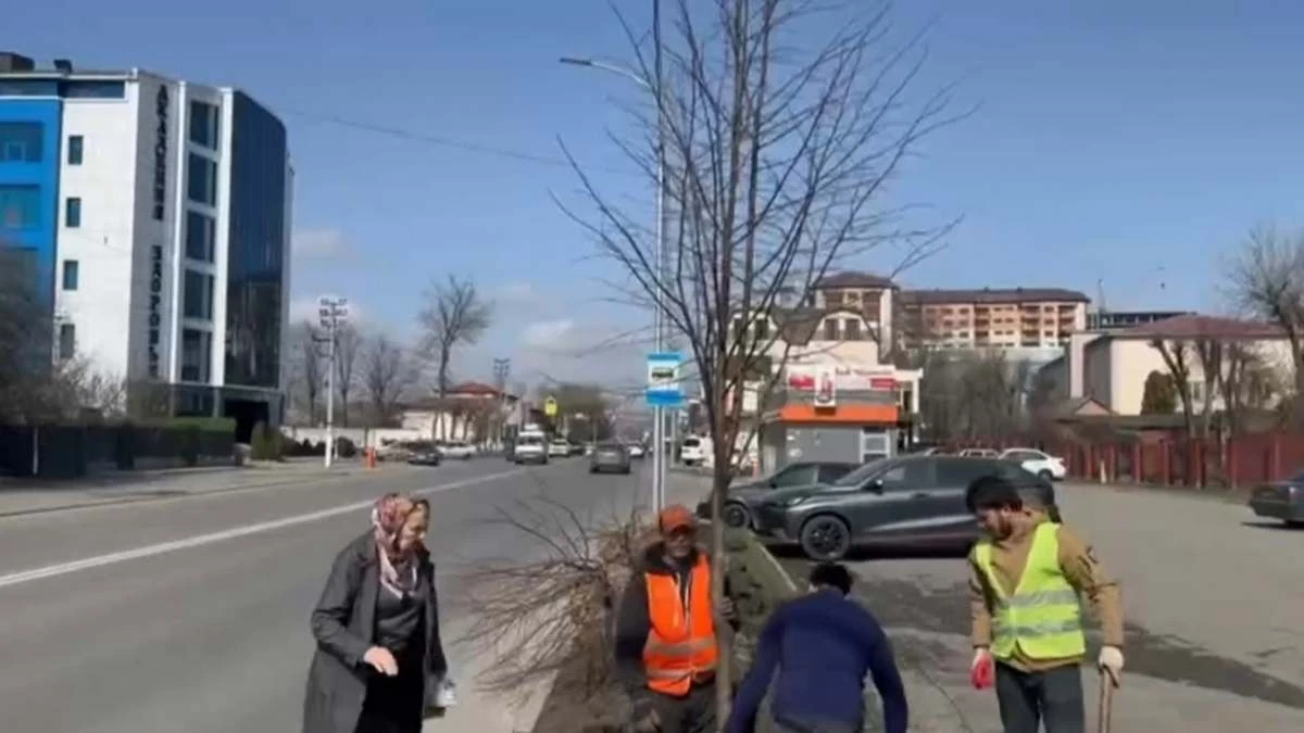 Новости Ингушетии: В Ингушетии высокие липы высадили рядом с городской больницей Назрани