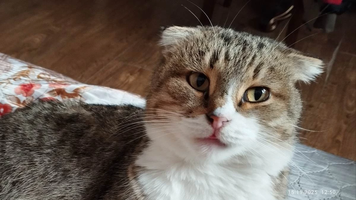 Новости Ингушетии: В Назрани Ингушетии открылась новая ветеринарная клиника