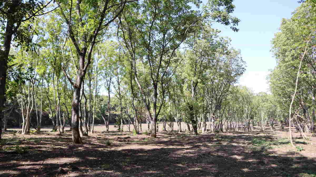 Новости Ингушетии: Питательный орех в Ингушетии превратят в разнообразную продукцию