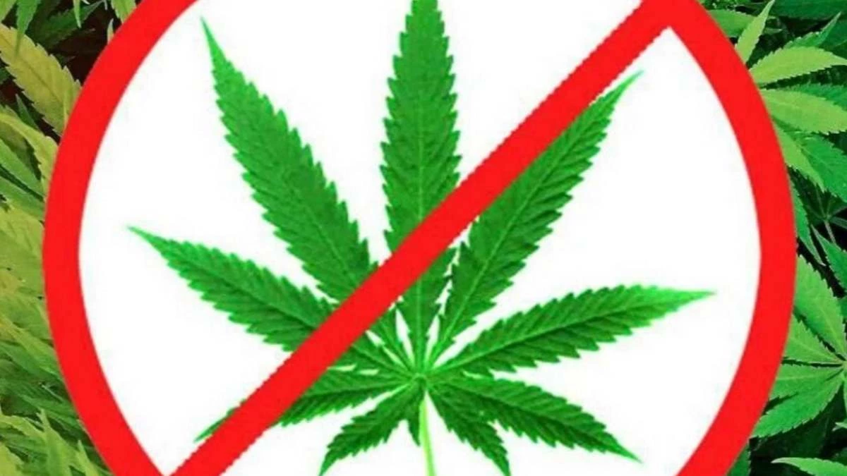 Новости Ингушетии: В районах Ингушетии выявят и уничтожат наркосодержащие растения