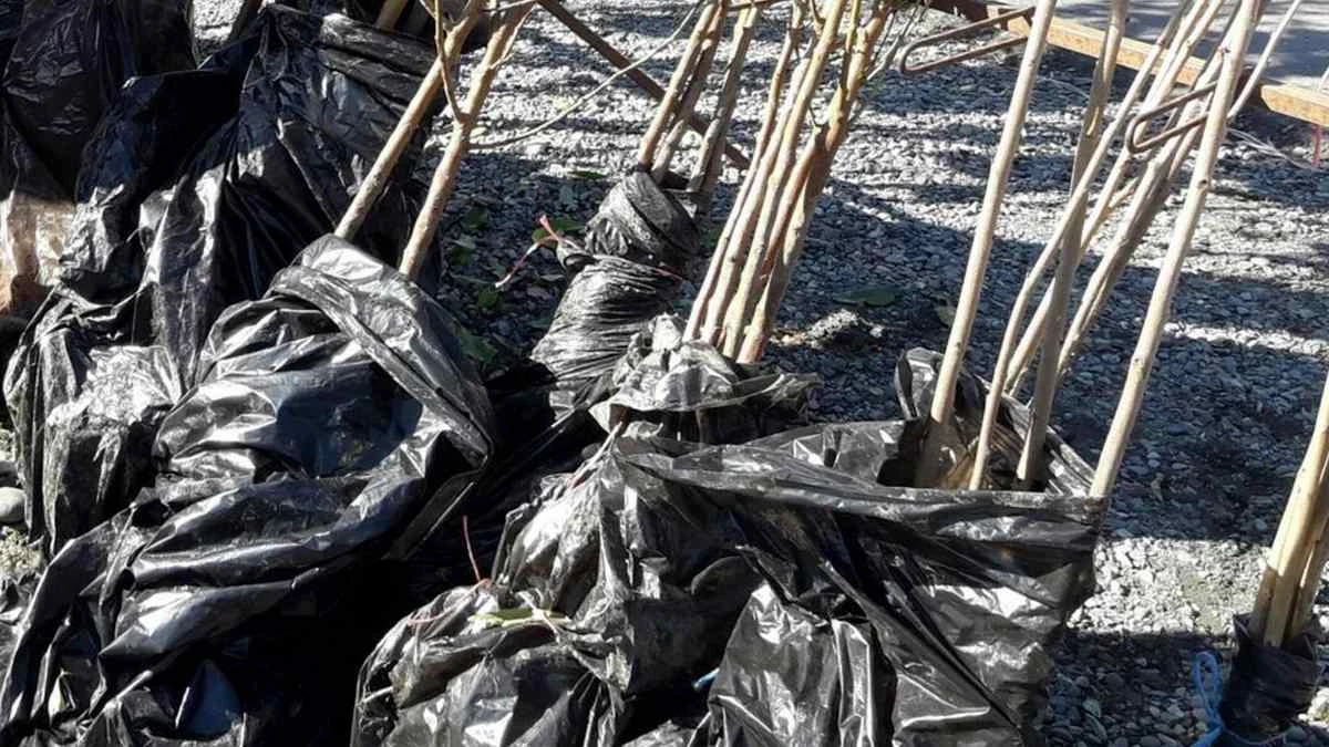 Новости Ингушетии: В Ингушетии 2,5 тысячи ясеней и акаций украсят трассу Сунжа - Горагорск