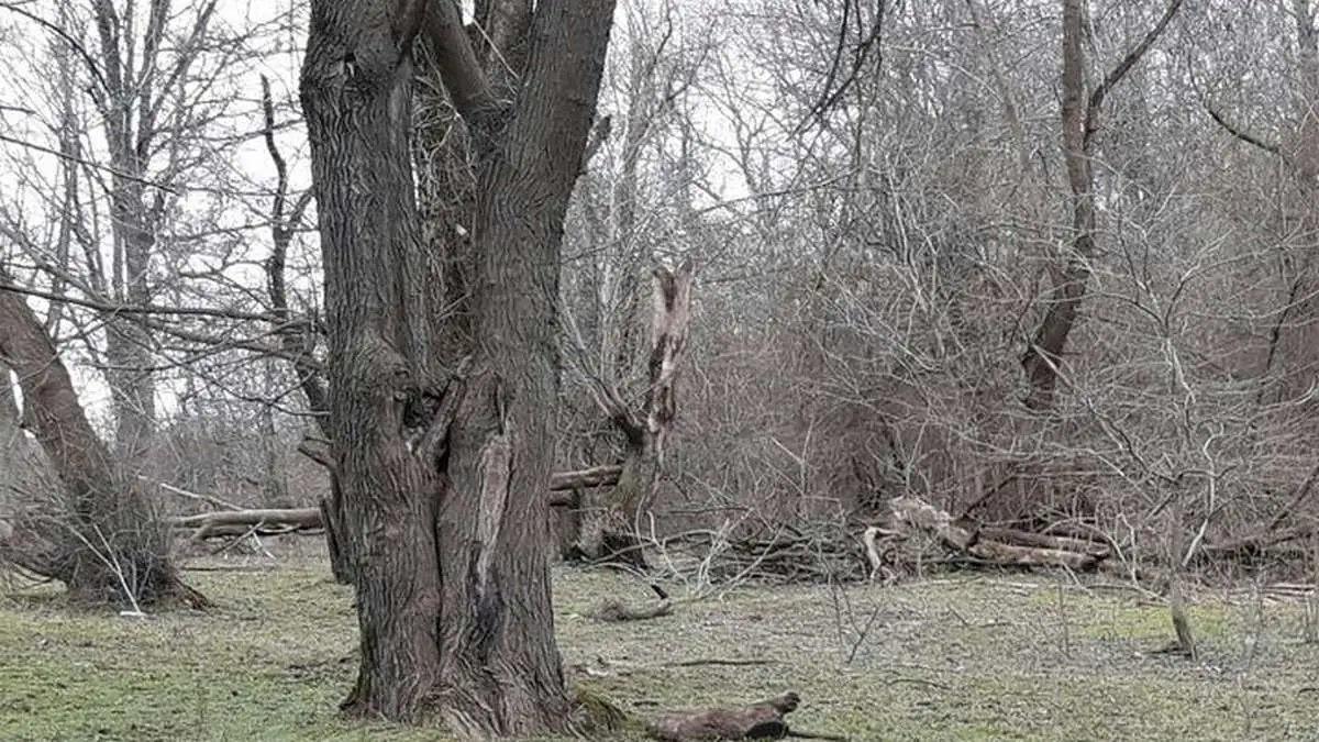 Новости Ингушетии: Хьунашкара оакхарий меца дусаргдоацар де гӀерт