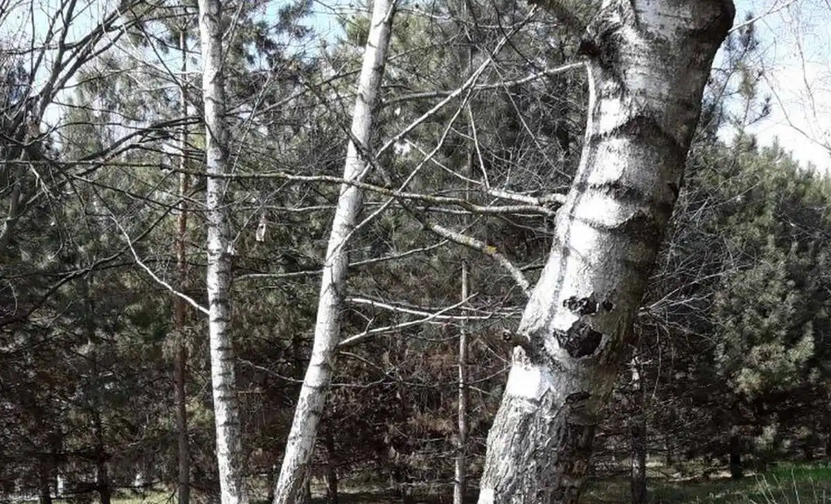 Новости Ингушетии: Специалисты отслеживают в Ингушетии здоровье лесных насаждений