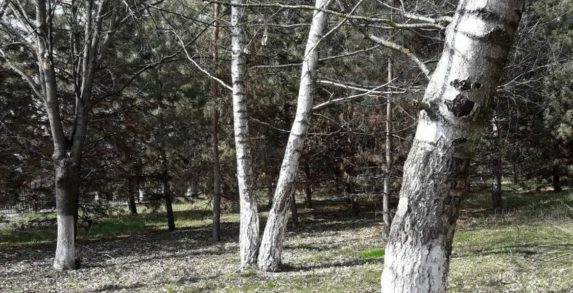 Новости Ингушетии: ГӀалгӀайчера никъ хозбергба 500 совгӀа йолча къахььэсте гаьнаша