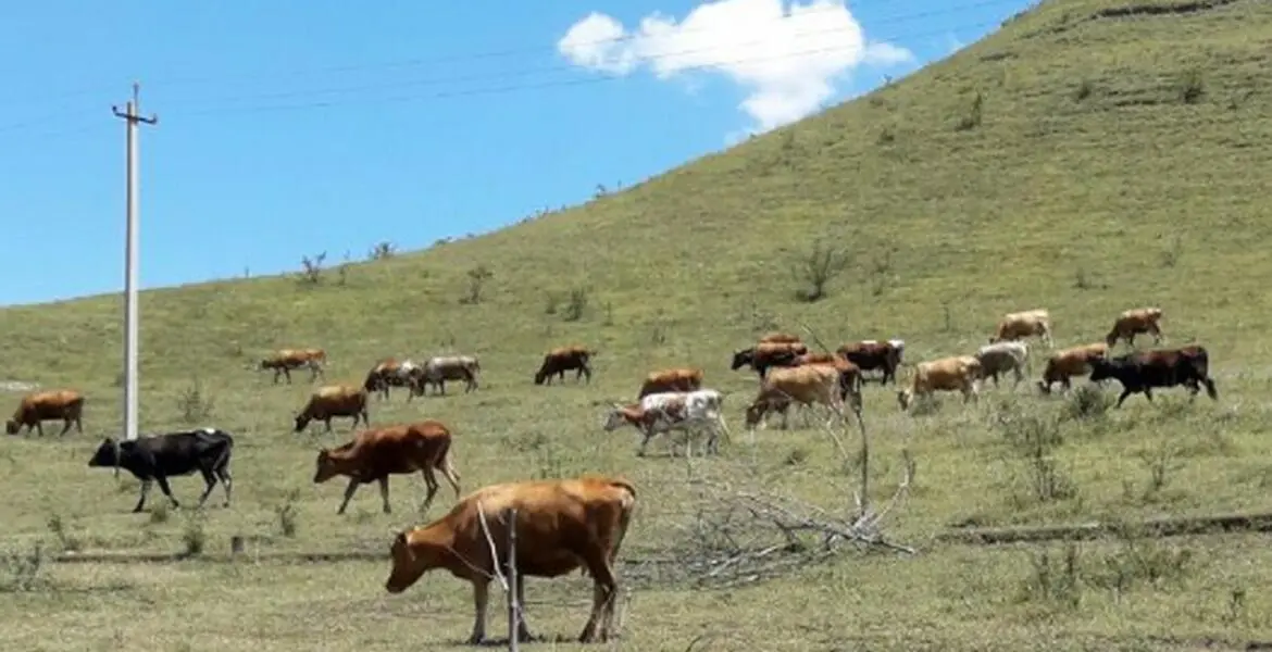 Новости Ингушетии: Для знатоков и начинающих фермеров Ингушетии проведут семинар по КРС