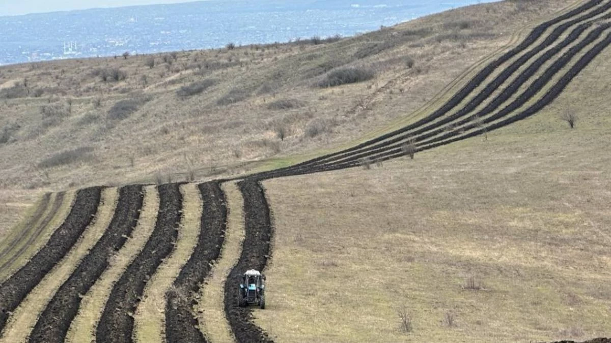 Новости Ингушетии: Жители Ингушетии обязательно примут активное участие в посадке деревьев