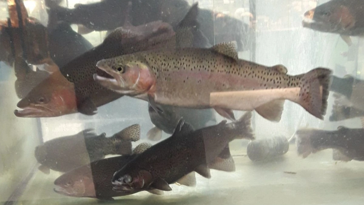 Новости Ингушетии: В Ингушетии снижается уровень потребительских мифов