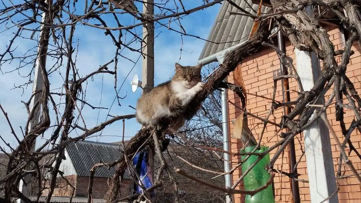 Новости Ингушетии: Дунен ха хувцаялар теркалду 15% бахархоша