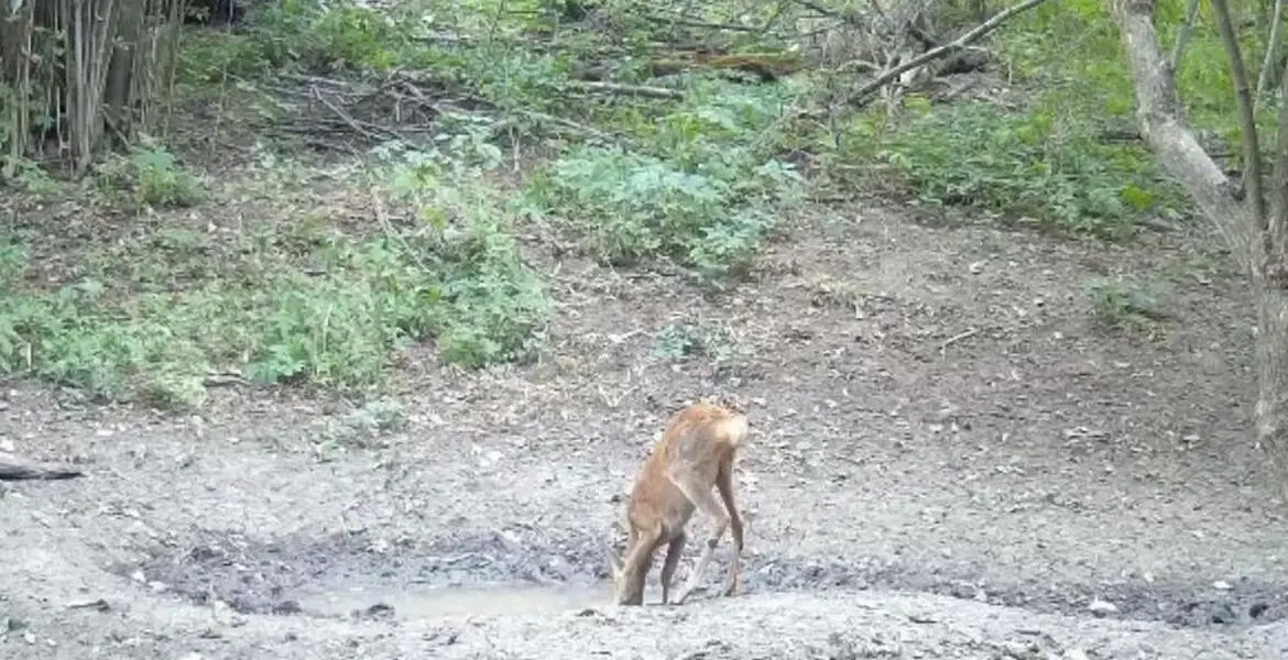Новости Ингушетии: Лесные обитатели Ингушетии попали в объектив фотоловушки