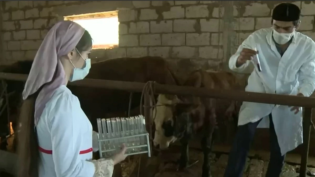 Новости Ингушетии: Специалисты опровергли информацию о массовом заболевании КРС в Ингушетии