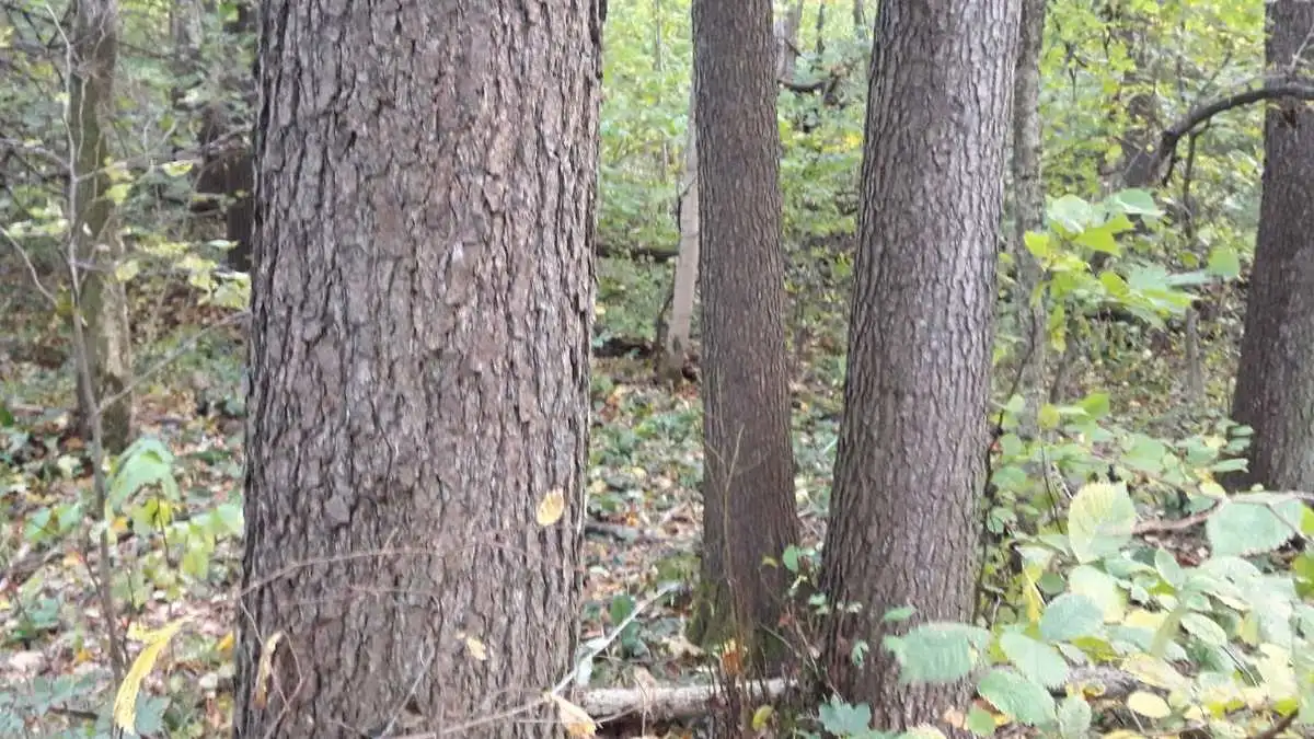 Новости Ингушетии: В 2024 году возможно негативное влияние погоды и человека на леса Ингушетии