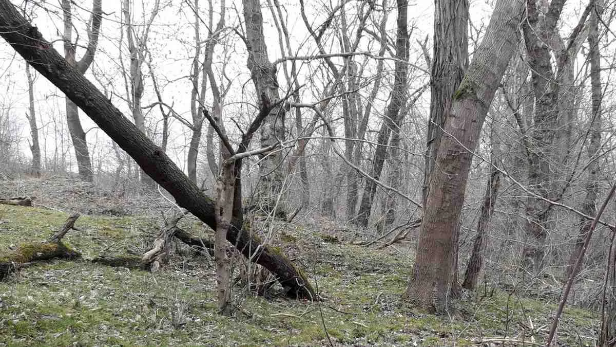 Новости Ингушетии: В Ингушетии продолжают системное восстановление регионального леса