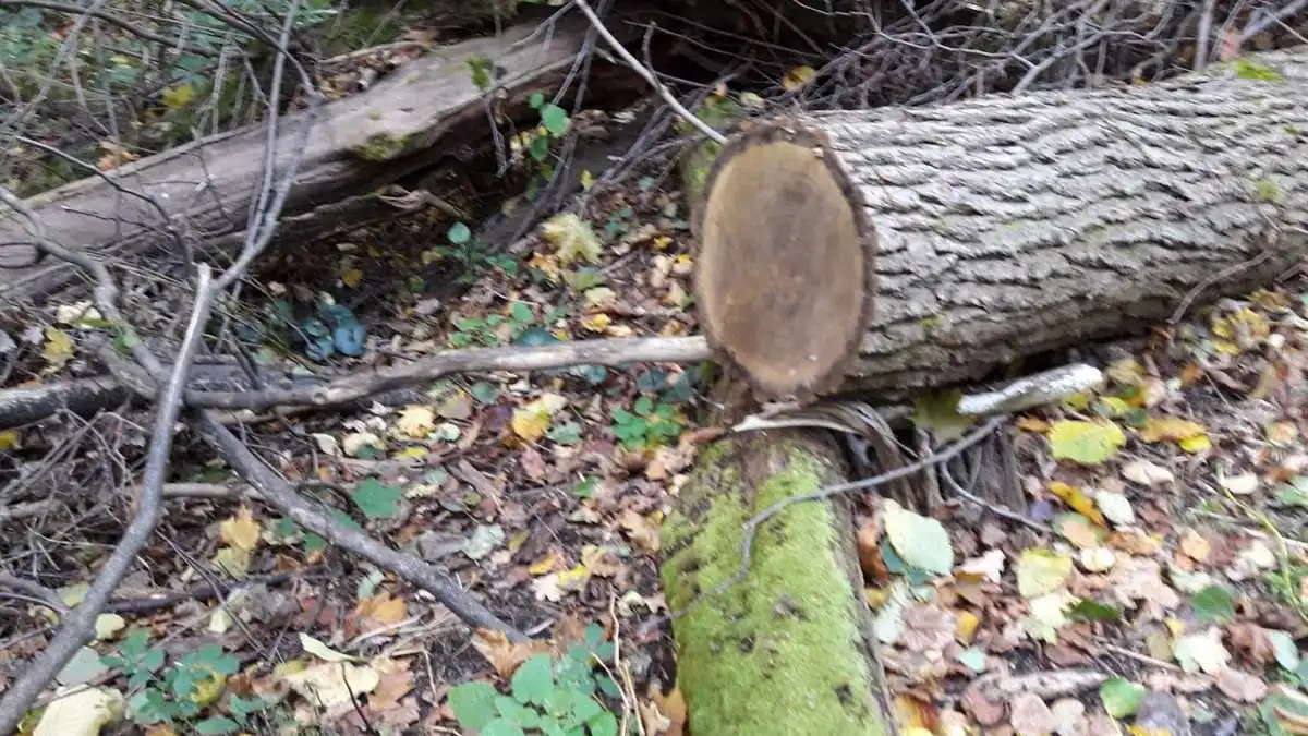 Новости Ингушетии: В Ингушетии задержали «черных лесорубов» на автомобиле «ГАЗ-53»