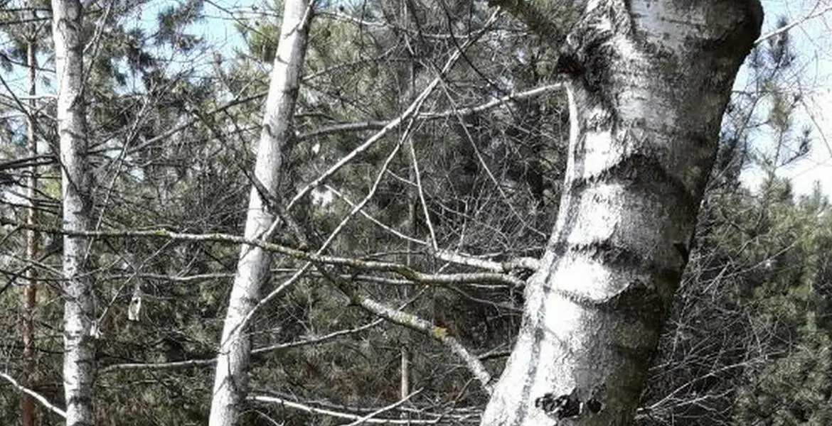 Новости Ингушетии: В Ингушетии тепло поздравили работников леса