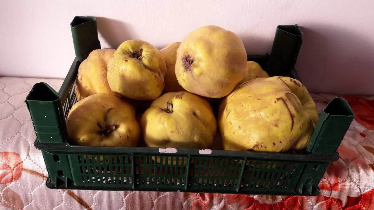 Новости Ингушетии: Вай республикера 15% бахархой хьайба оалача сома тӀера ба