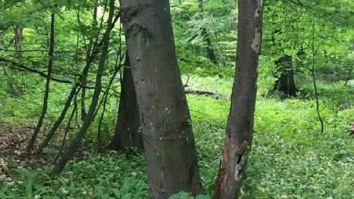 Новости Ингушетии: Штраф за незаконную рубку леса может вырасти до 500 тысяч рублей