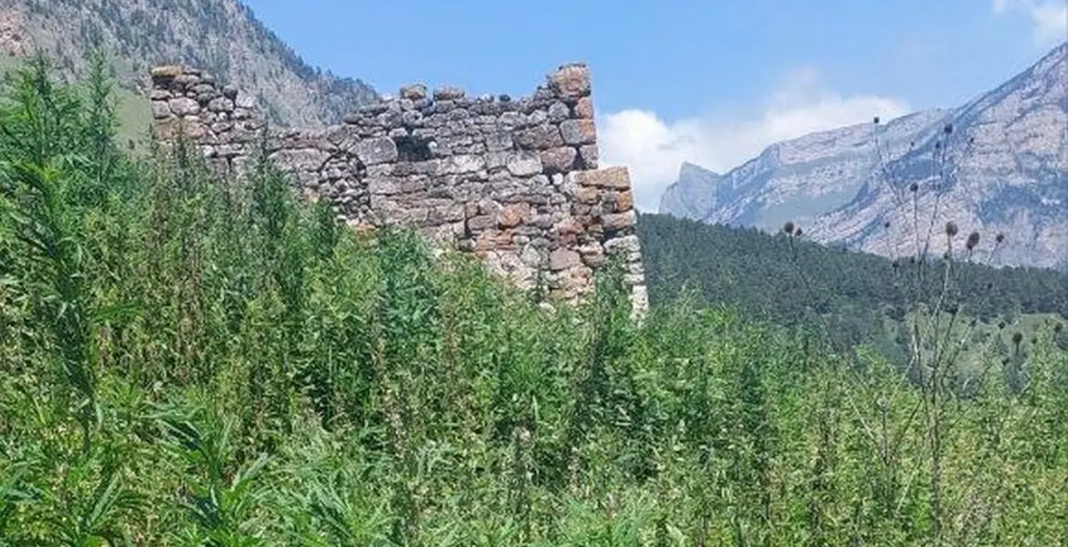 Новости Ингушетии: В ходе операции «Мак-2023» в Ингушетии уничтожено 1170 кустов конопли