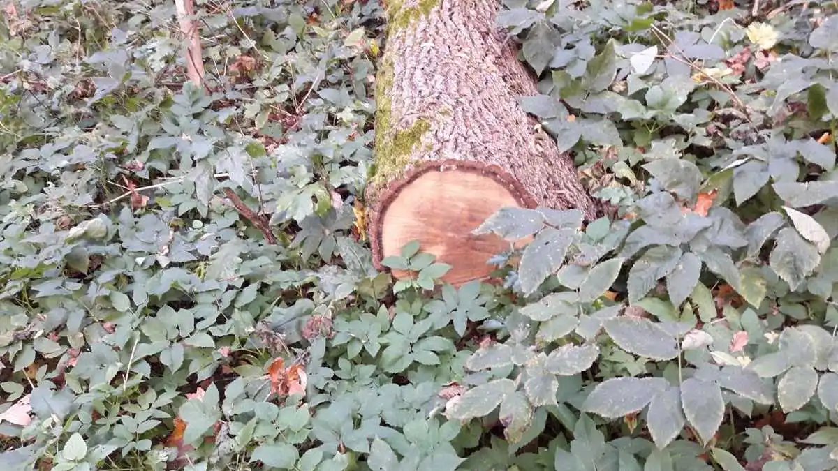 Новости Ингушетии: Бокъонах доацаш, миинга хьу хьакхарах ГӀалгӀайчен вахархочунна суд ергья