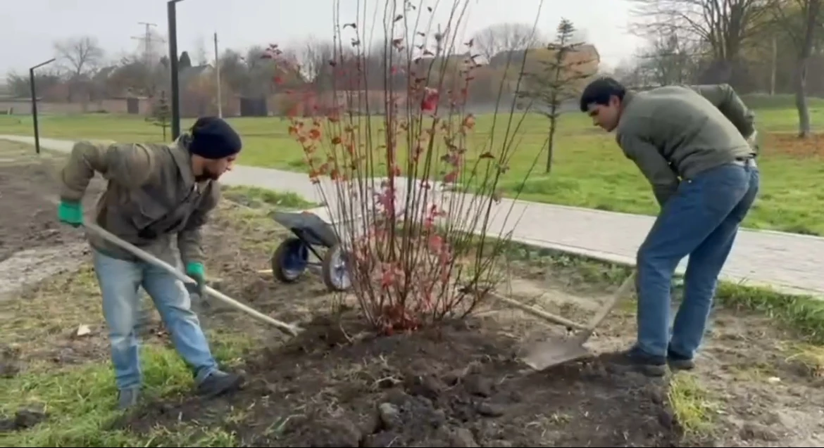 Новости Ингушетии: Назрановский городской пруд украшают новыми кустами
