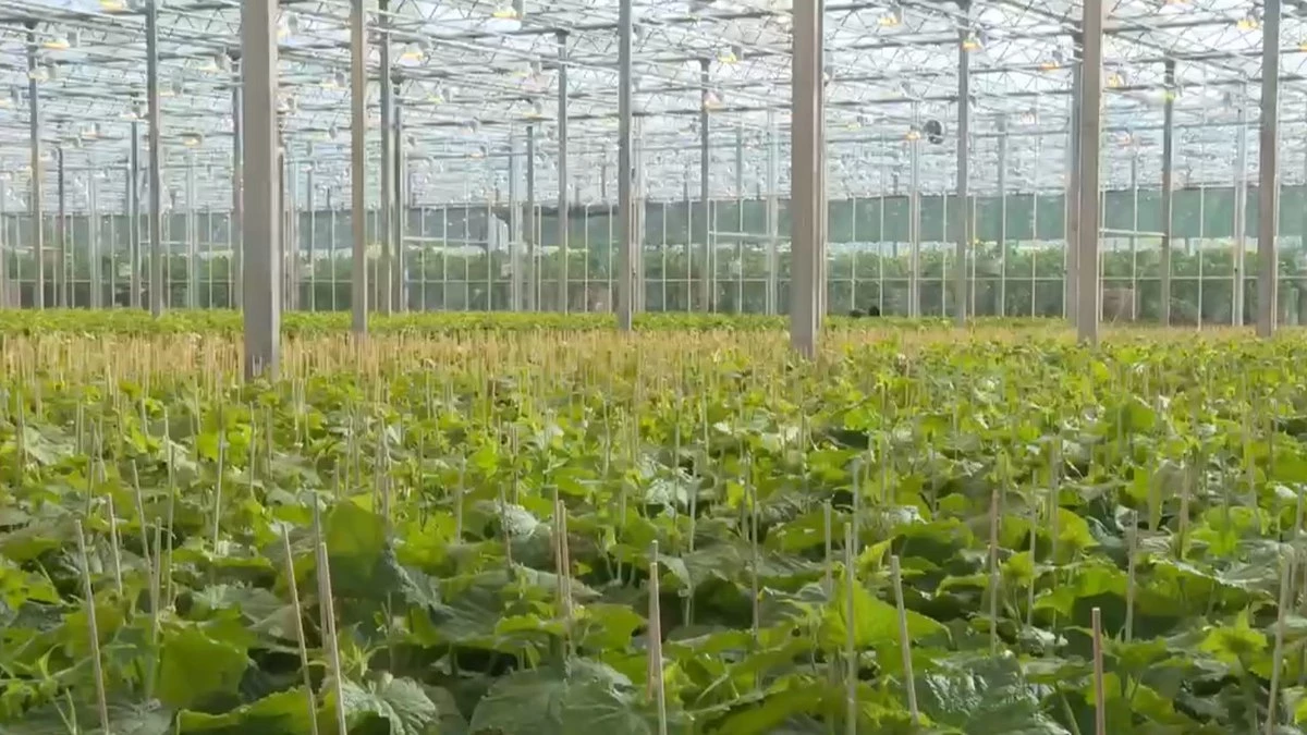 Новости Ингушетии: Экспорт продукции аграриев Ингушетии поднялся вдвое