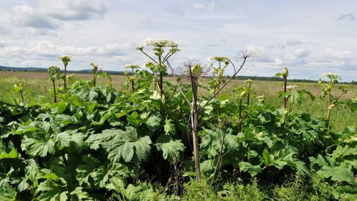 Родителям в Ингушетии напомнили об опасности борщевика Сосновского