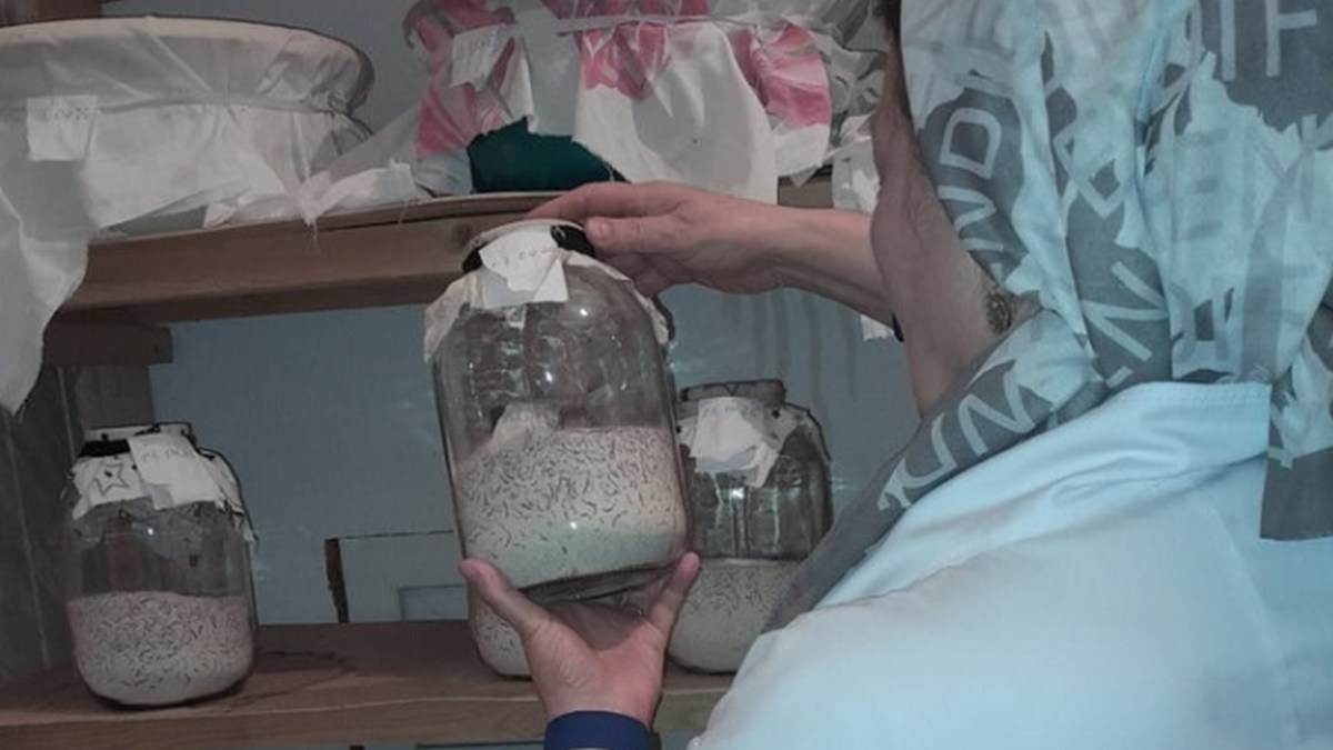 В Ингушетии для сохранения посевов используют насекомое - энтомофага