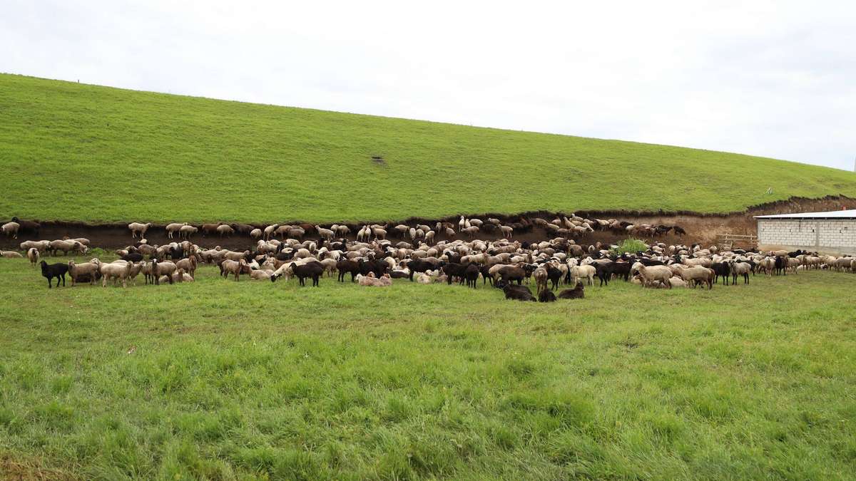 Новости Ингушетии: 11 хозяйств Ингушетии получат гранты на развитие