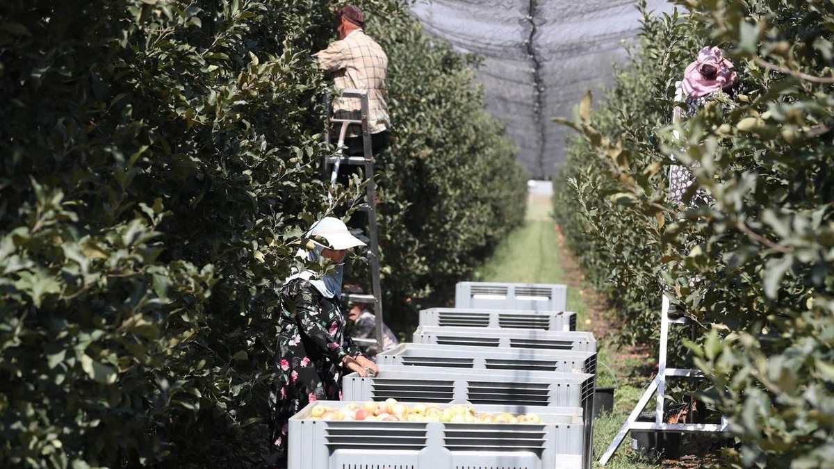 В Ингушетии на 2026 год запланирован экспорт продукции на 9,4 млн долларов