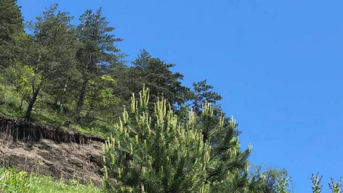 Хьунашкара болх дӏахьош хилар мехка