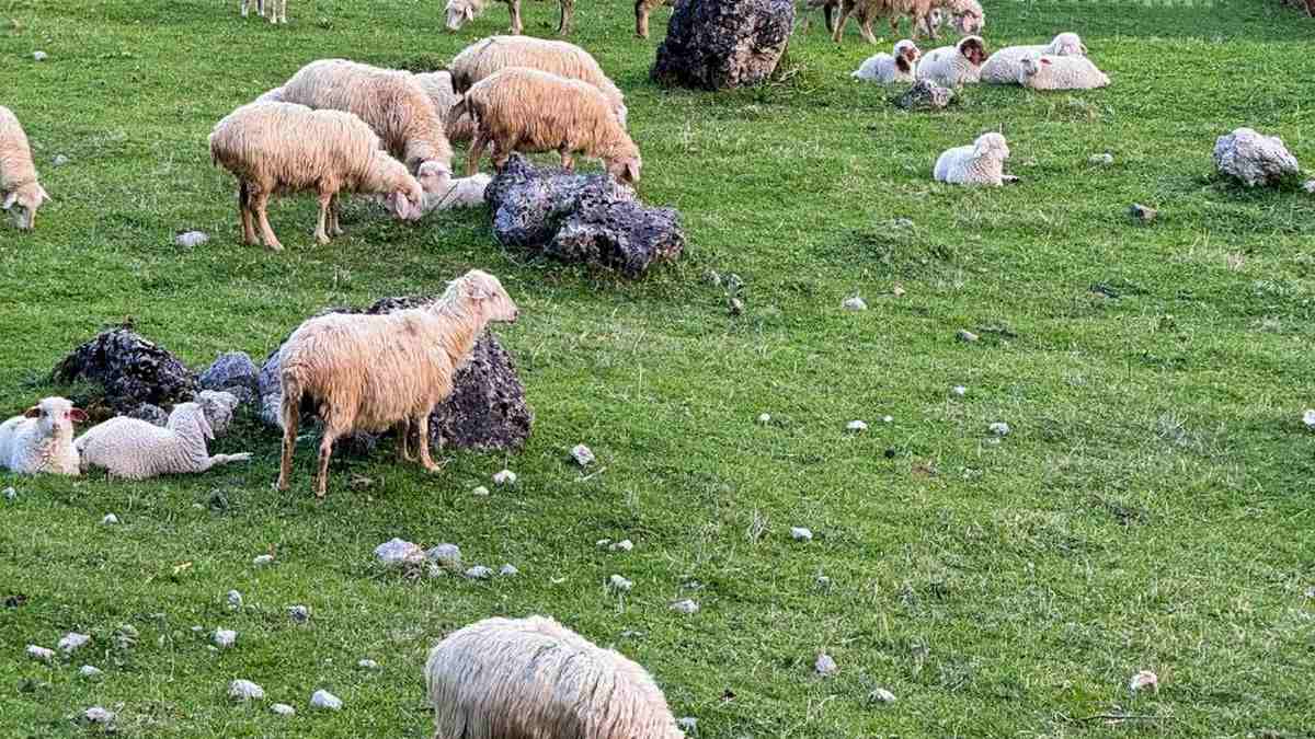 Стали известны показатели сельского хозяйства Ингушетии за январь 2026 года