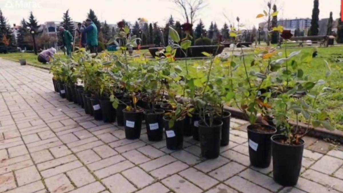 Новые кусты роз украсили парк «Шёлковый путь» в Магасе Ингушетии