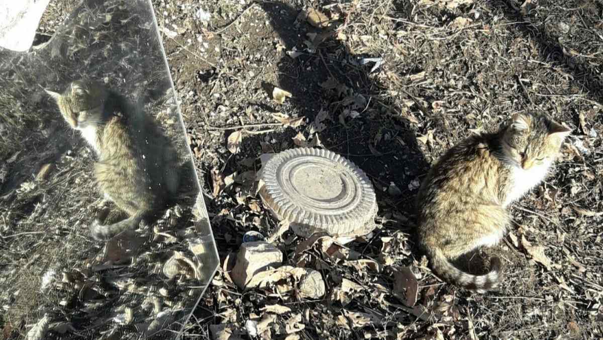 Жителей Ингушетии пригласили участвовать в познавательном VII Экодиктанте