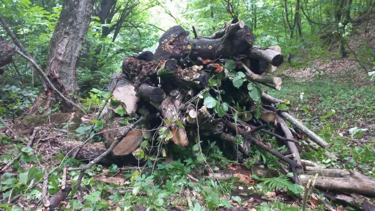 Новости Ингушетии: В лесах Ингушетии ведутся работы по санитарной уборке