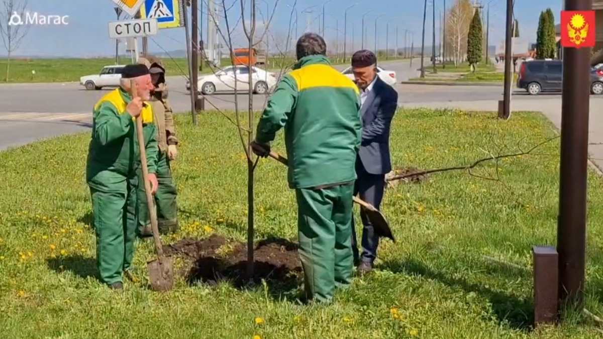 Долговечные деревья сажают в столице Ингушетии